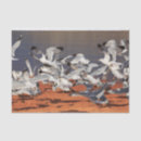Search for seagull tissue paper Bird