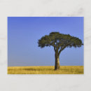 Search for grassy postcards Africa