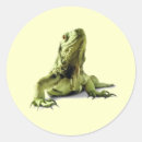 Search for green iguana stickers Wild