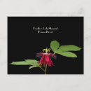 Search for passiflora Red