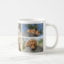 Search for gerbils Hamster