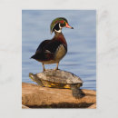 Search for red wood postcards Bird