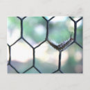 Search for bug pictures postcards Nature