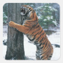 Search for siberian tiger stickers Wildlife