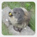 Search for marmot stickers Nature