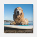 Search for boarding magnets Dog