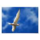 Search for gull posters Blue