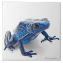 Search for frog tiles Reptiles
