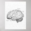 Search for brain diagram posters Medical