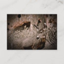Search for mule business cards Wildlife