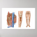 Search for human anatomy posters Artery