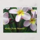 Search for aloha from hawaii postcards Plumeria