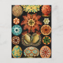 Search for ernst postcards Kunstformen der natur