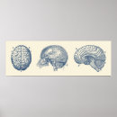 Search for vintage anatomy posters Brain