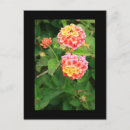 Search for lantana postcards Blossom