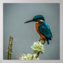 Search for kingfisher painting posters Animal