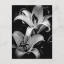 Search for black and white flowers postcards Lilies