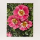 Search for shrub photography Pink