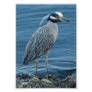 Search for birder posters Wildlife