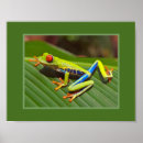 Search for green tree frog posters Red