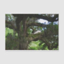 Search for angel oak tree White