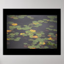 Search for waterlily posters Nature