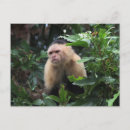 Search for monkey boy postcards Jungle
