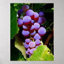 Search for concorde posters Fruit