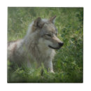 Search for wolves tiles Animal