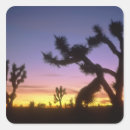 Search for yucca stickers Usa