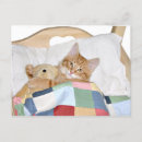Search for sleeping kitty postcards Orange