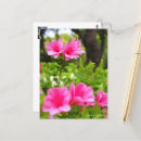 Search for azalea postcards Flower