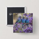 Search for budgie badges Bird