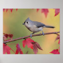 Search for bird watcher art Birds and blooms