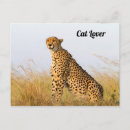 Search for cheetah cat postcards Wildlife