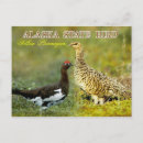 Search for lagopus postcards Bird