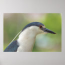Search for night heron Photography