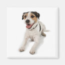 Search for hund Foto