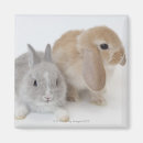 Search for lop magnets Cute