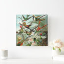Search for hummingbird clocks Birds