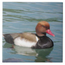 Search for beak tiles Duck
