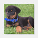 Search for pups magnets Puppy