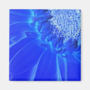 Search for gerberas magnets Blue