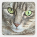 Search for cats eye stickers Animal