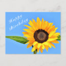 Search for happy birthday sunflower postcards Summer