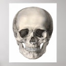Search for human skeleton posters Skeletal