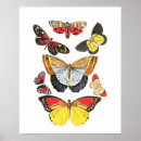 Search for transparent posters Illustration