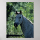 Search for warmblood posters Headshot