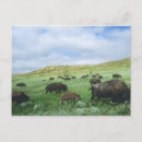 Search for prairies postcards Bison