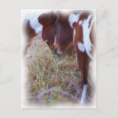 Search for love horses postcards Pony